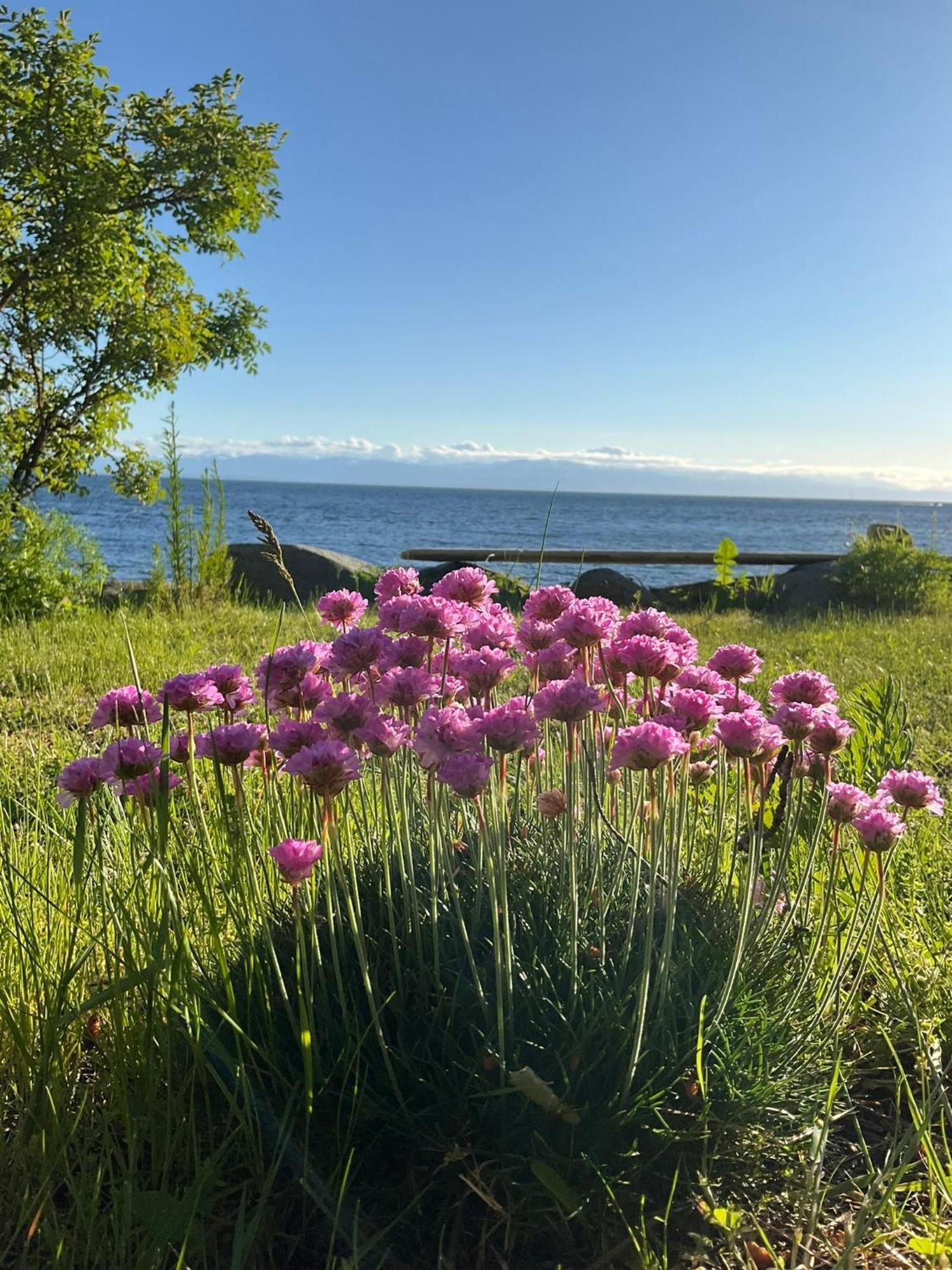 Blitz Beach House Oceanside Suite Powell River Eksteriør billede