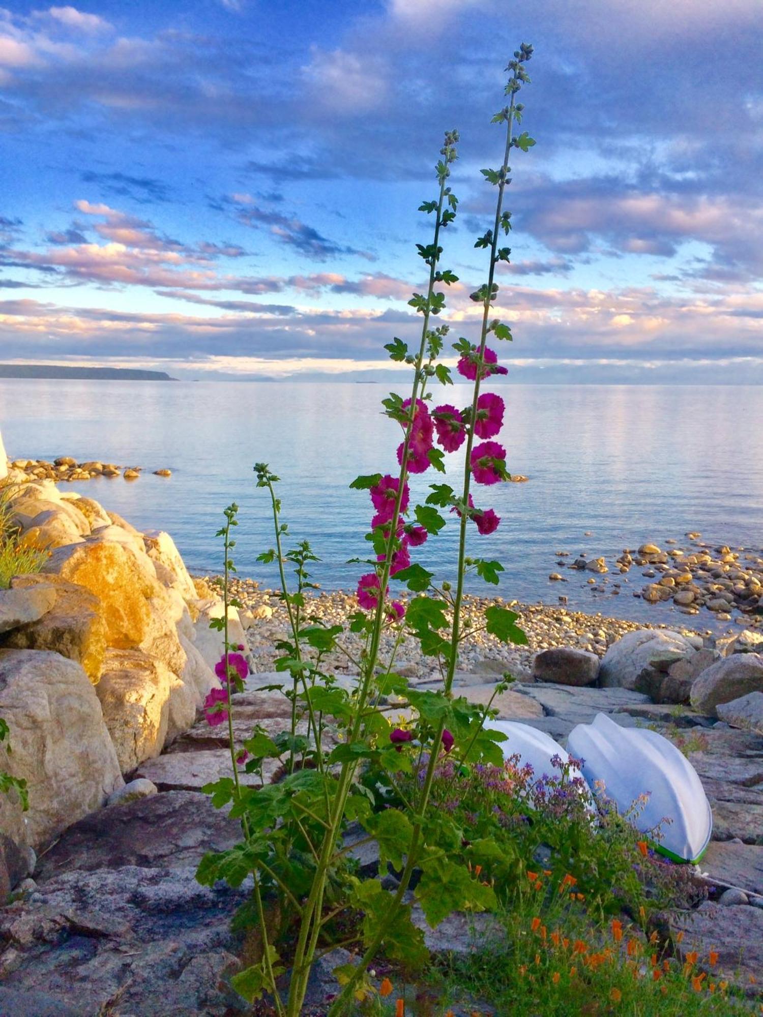 Blitz Beach House Oceanside Suite Powell River Eksteriør billede